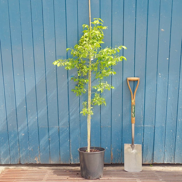 Euonymus hamiltonianus 'Koi Boy' tree