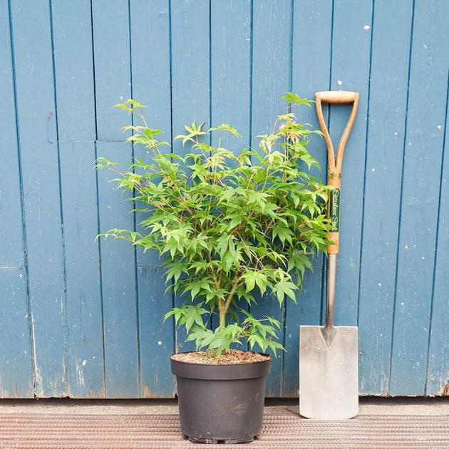 Acer palmatum 'Osakazuki' Maple bush in pot