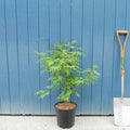 Acer palmatum 'Osakazuki' in pot