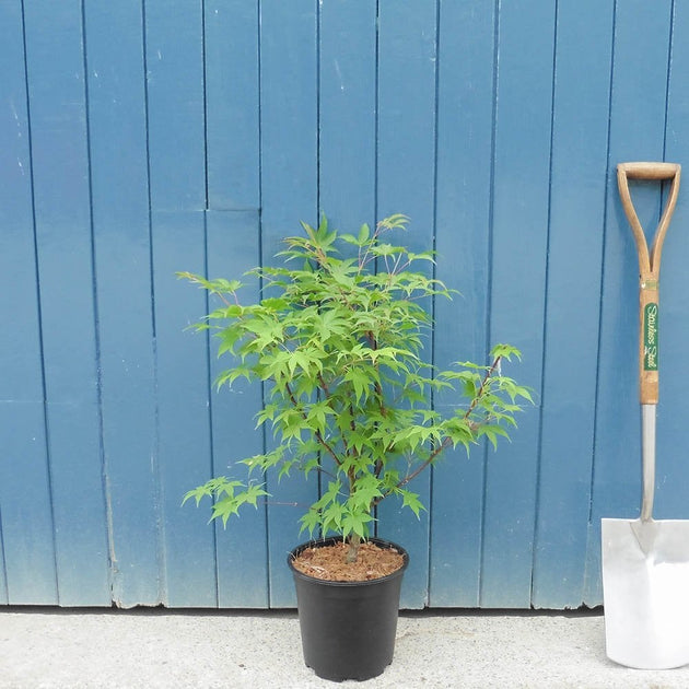 Acer palmatum 'Osakazuki' in pot