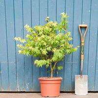 Acer palmatum 'Osakazuki' Maple shrub in pot