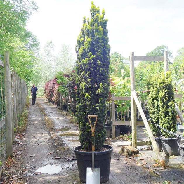 Taxus baccata 'Fastigiata Aurea' Tree