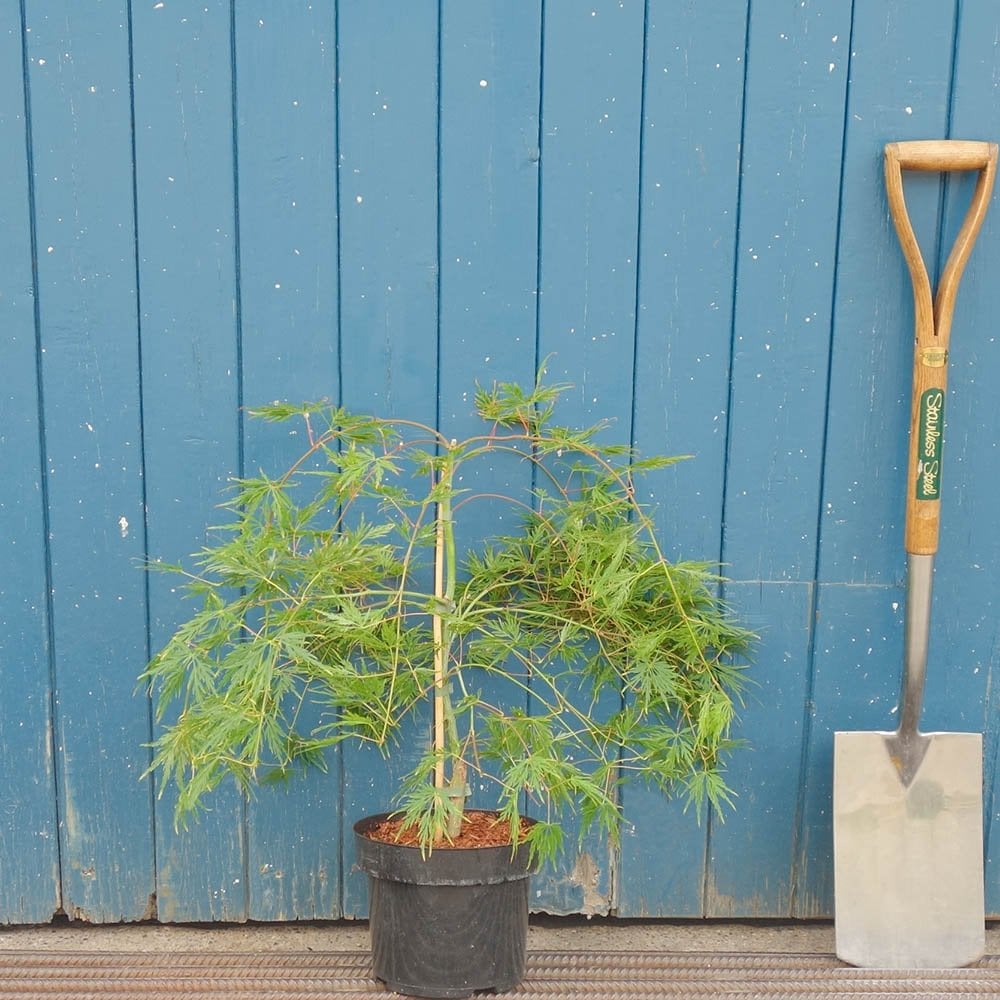 Acer palmatum dissectum 'Emerald Lace'