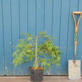 Acer palmatum dissectum 'Emerald Lace'