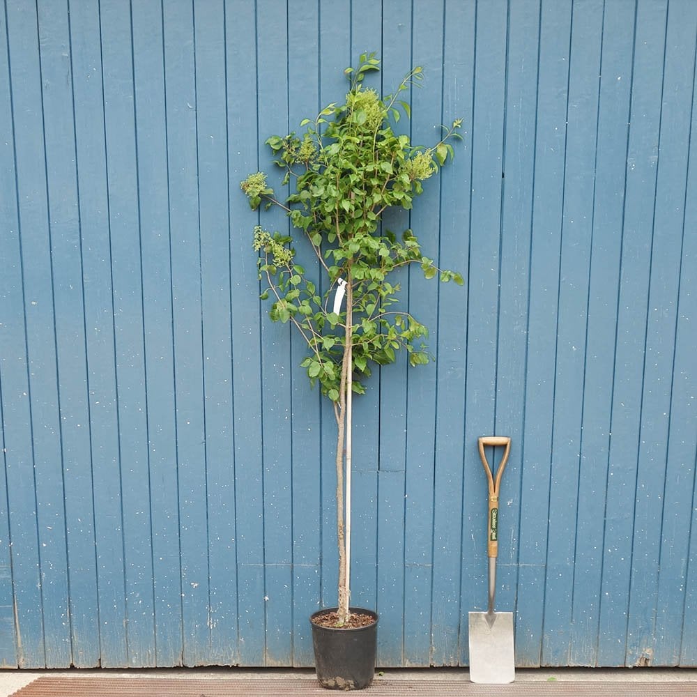 Syringa pekinensis China Snow Tree