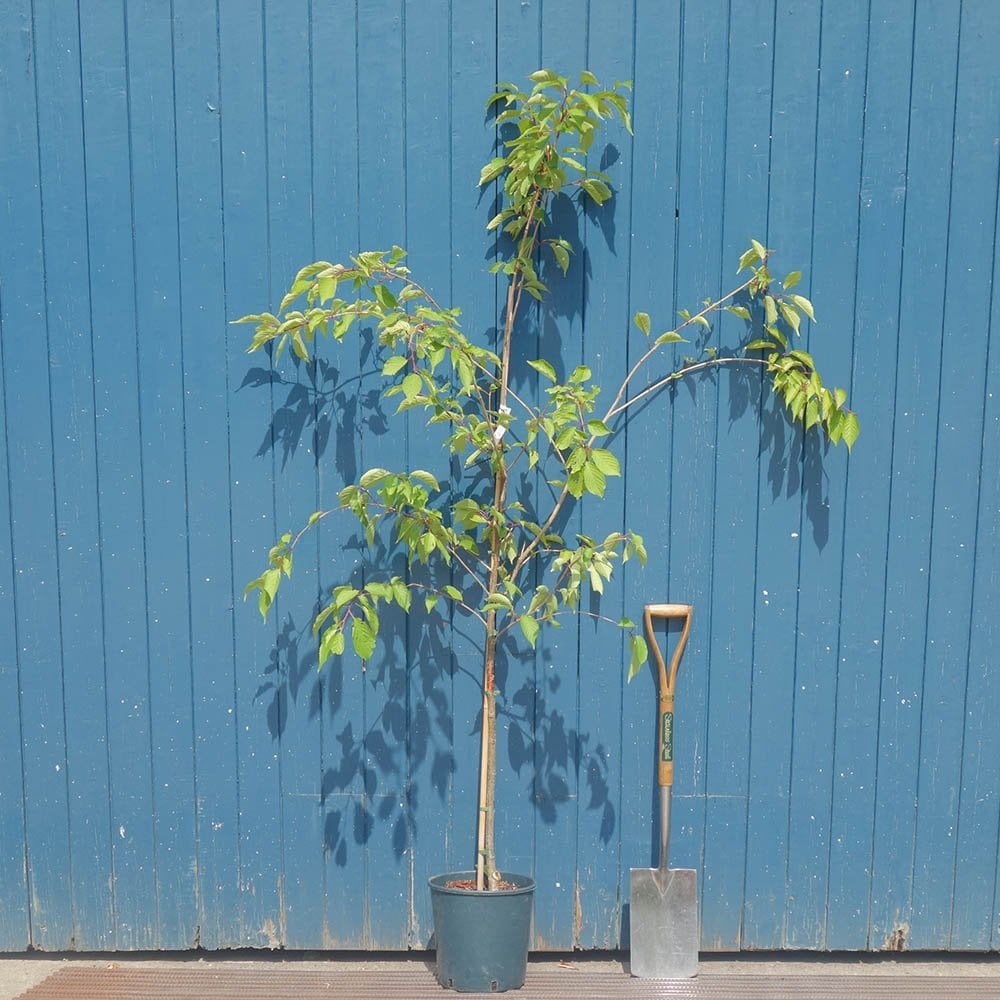 Prunus 'Jacqueline' tree