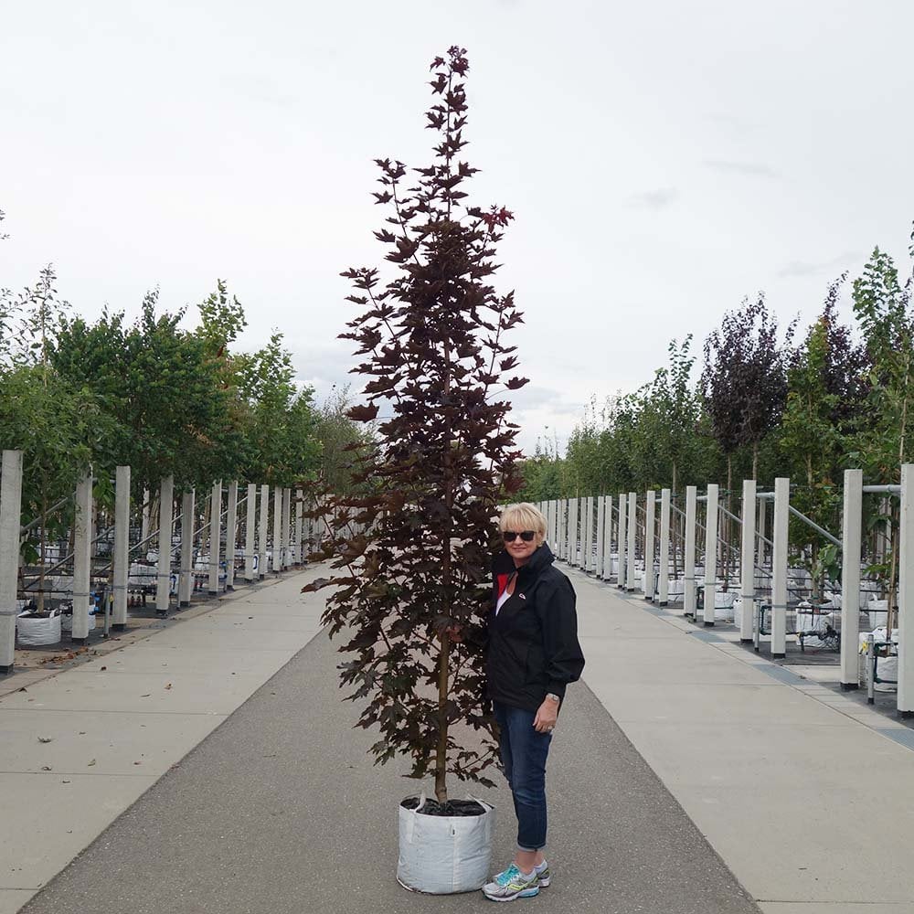 Acer platanoides 'Crimson Sentry'  Mature Norway Maple