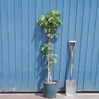 Blue Moon Columnar Apple tree