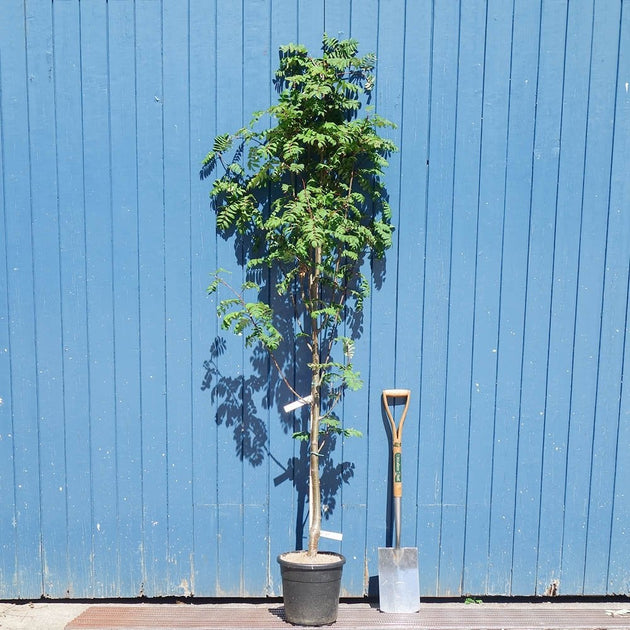 Sorbus aucuparia 'Cardinal Royal'