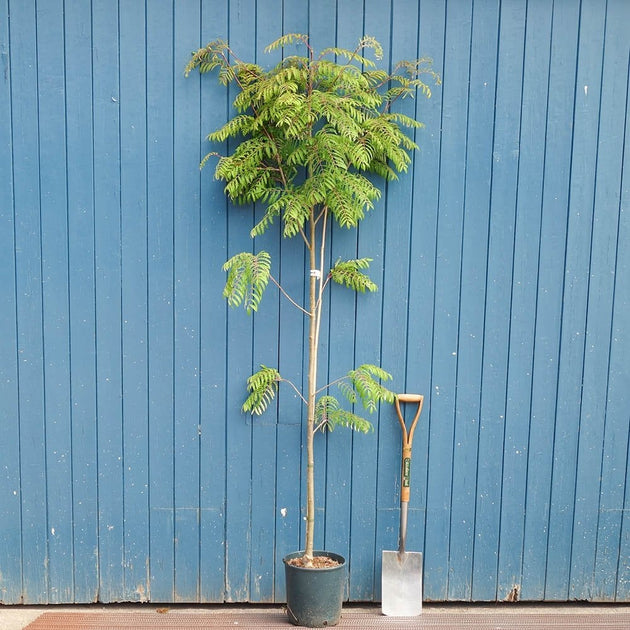 Sorbus 'Chinese Lace' tree