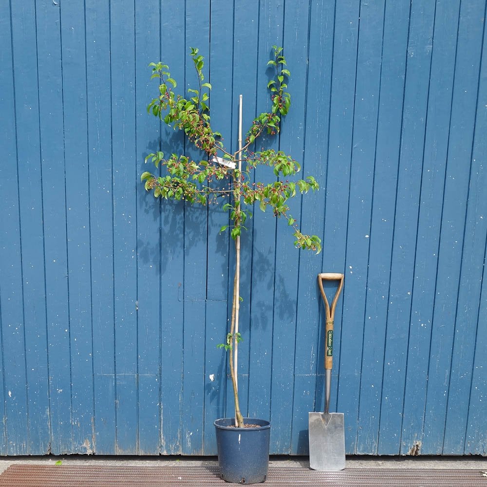 Malus brevipes 'Wedding Bouquet' Tree