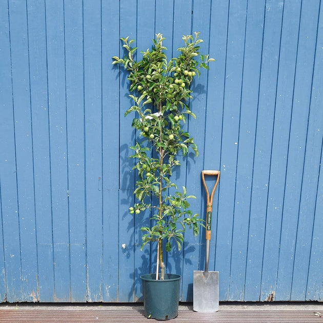 Malus 'Rosehip' Tree