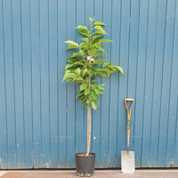 Prunus 'Fragrant Cloud' - 'Shizuka' Tree