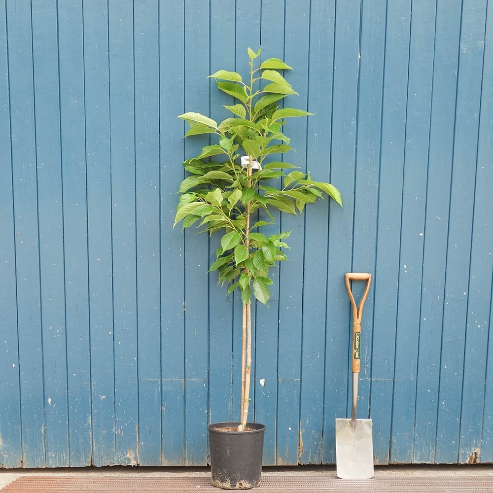 Prunus 'Fragrant Cloud' - 'Shizuka' Tree