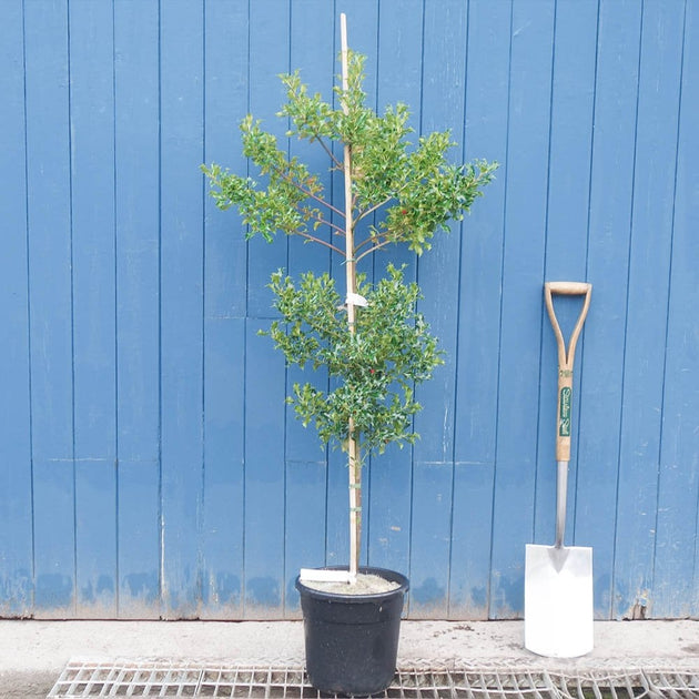 Ilex aquifolium 'Alaska' tree