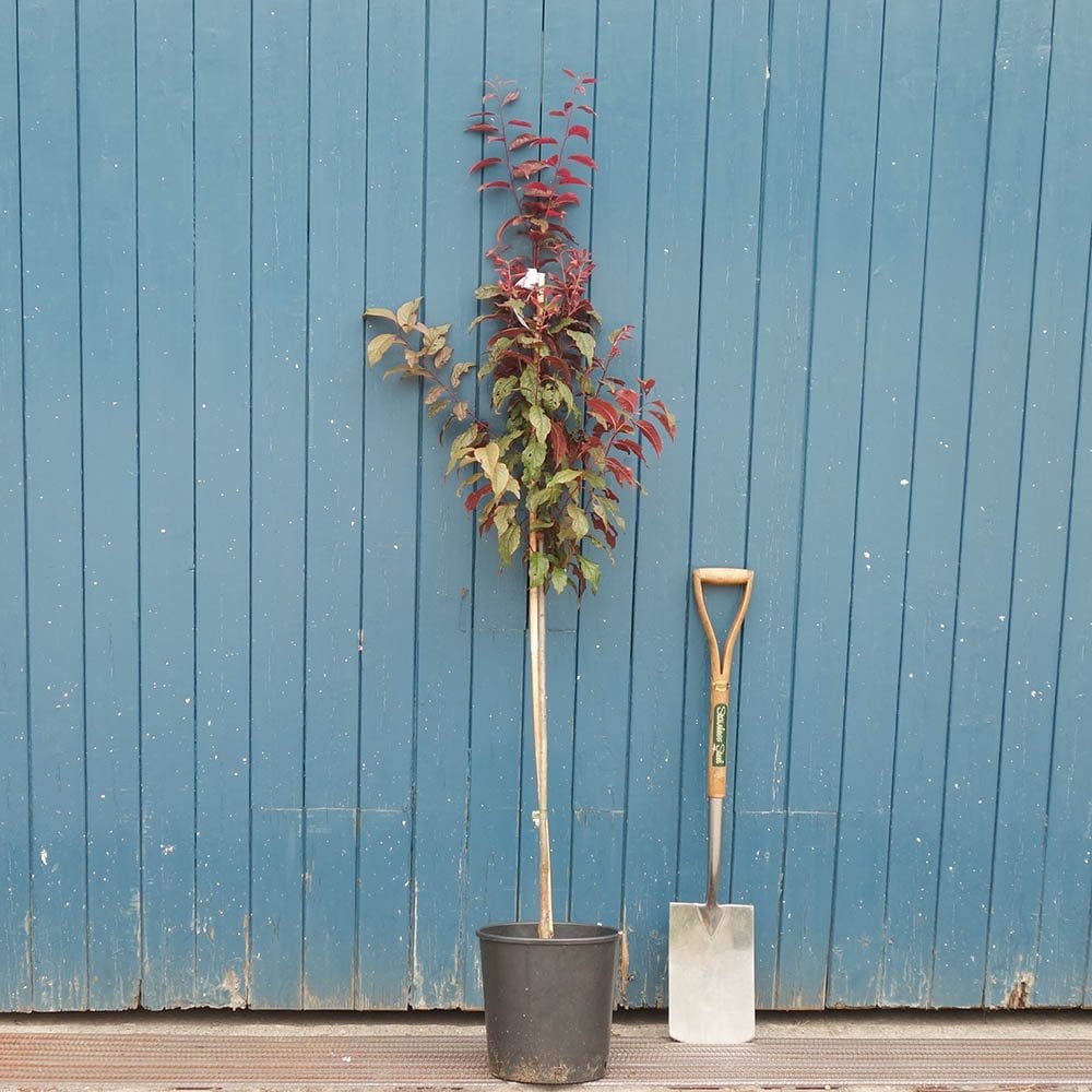 Prunus cerasifera 'Crimson Pointe' upright Cherry tree in pot