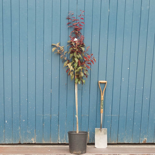 Prunus cerasifera 'Crimson Pointe' upright Cherry tree in pot