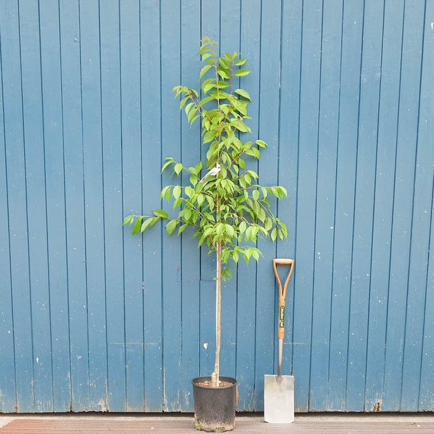 Prunus campanulata 'Felix Jury' tree in pot