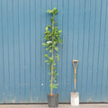 Magnolia 'Genie' tree