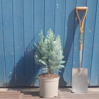 Chamaecyparis lawsoniana 'Columnaris Glauca' tree