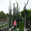 Mature Populus tremula 'Erecta' Poplar trees