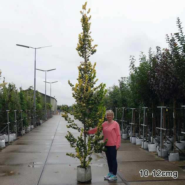 Mature Ulmus x hollandica 'Wredei' Elm tree