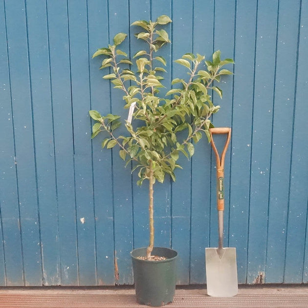 Bardsey Apple tree in pot