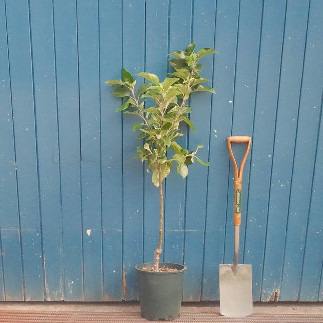 Bardsey semi-dwarf apple tree in pot