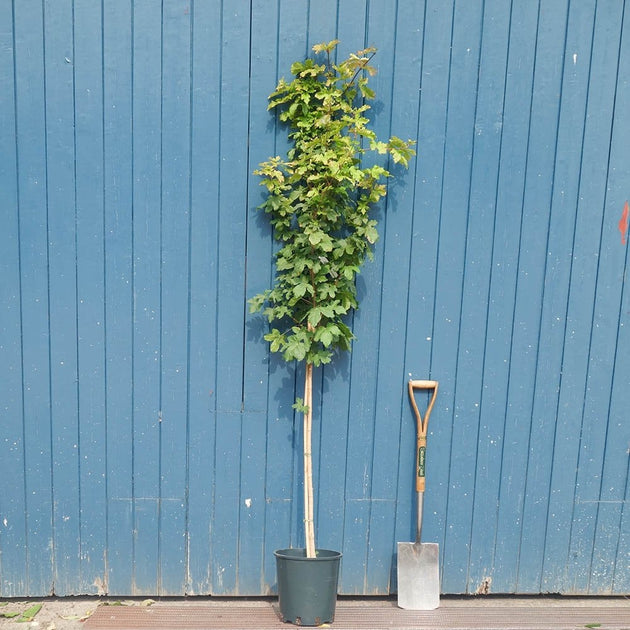 Acer campestre 'William Caldwell' tree in pot