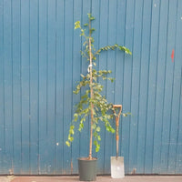 Betula ermanii 'White Chocolate' tree