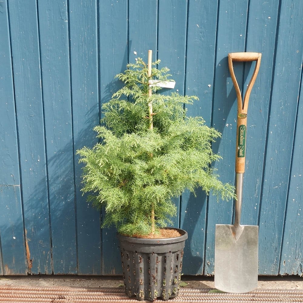 Cryptomeria japonica 'Elegans' Tree