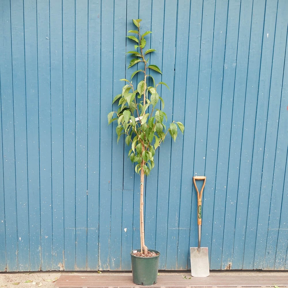 Prunus 'Hokusai' tree