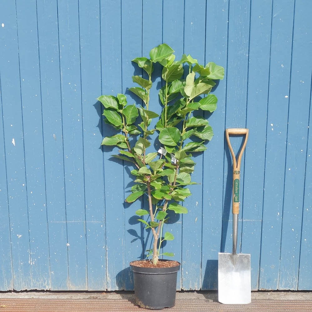 Magnolia x soulangeana 'Satisfaction' tree