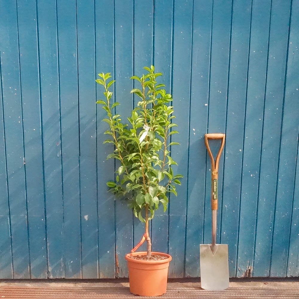 Beth Pear tree in pot