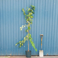 Betula albosinensis 'Kansu' tree in pot