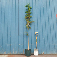 Sorbus 'Glendoick Spire' tree