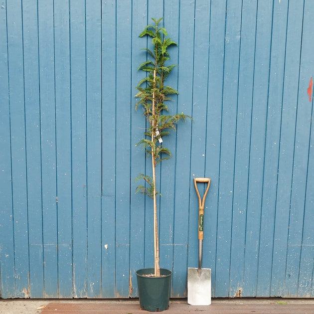 Sorbus 'Glendoick Spire' tree