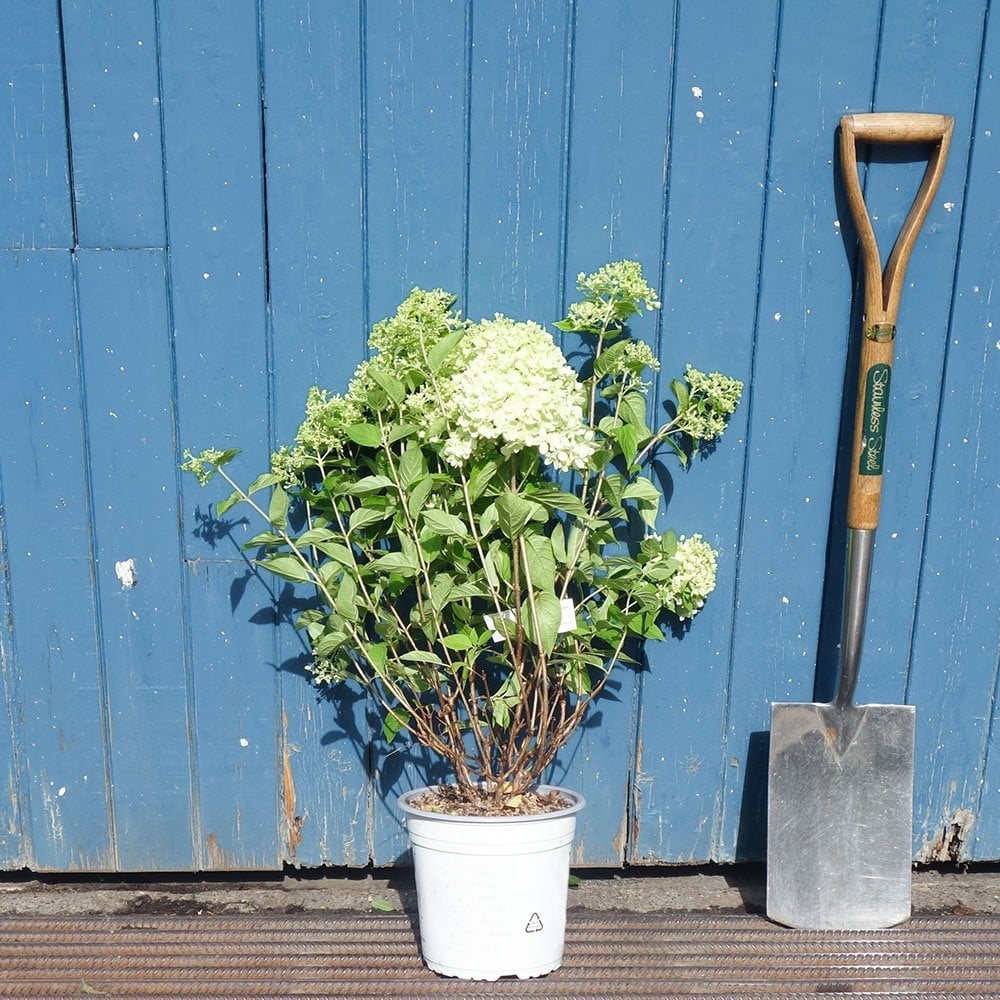 Hydrangea paniculata Little Lim