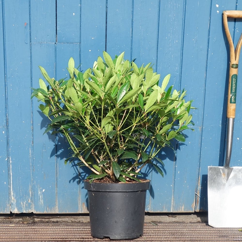 Skimmia japonica 'Rubella' shrub