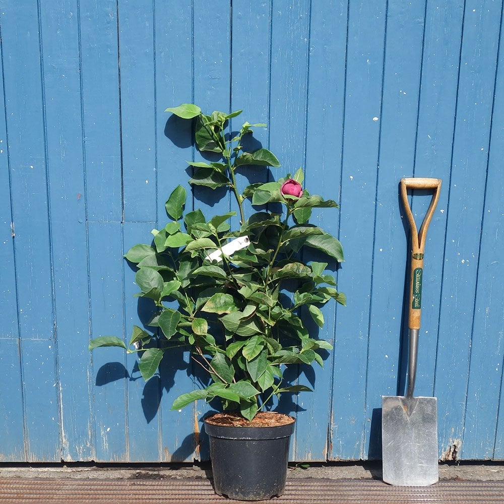 Magnolia 'Genie'