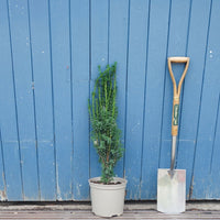 Taxus baccata 'Fastigiata' Conifer