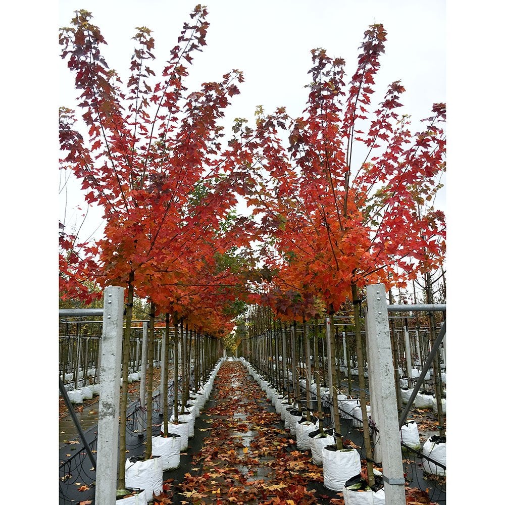 Mature Acer platanoides 'Pacific Sunset' trees