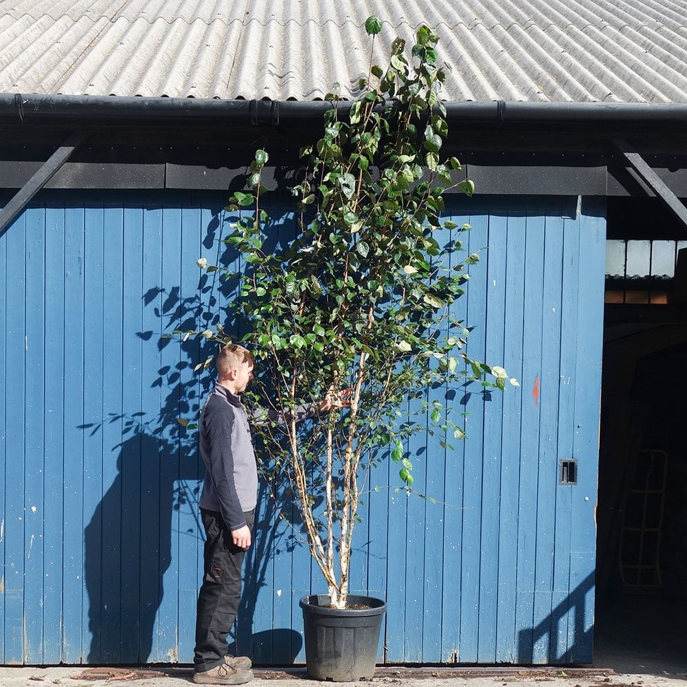 Betula utilis jacquemontii Multi Stem Tree