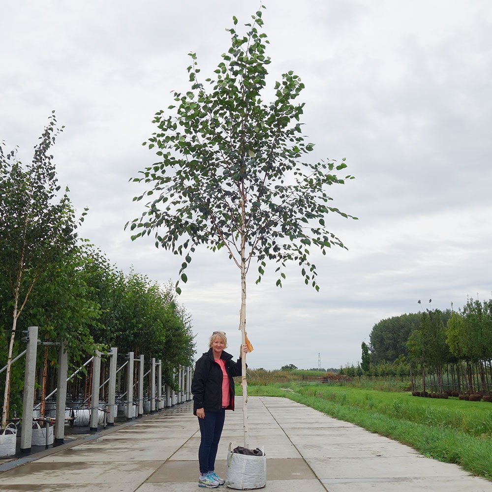 Betula utilis jacquemontii 'Doorenbos' mature barked White Birch tree