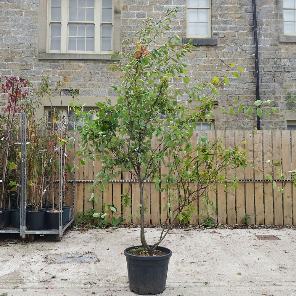 Amelanchier lamarckii multistem tree