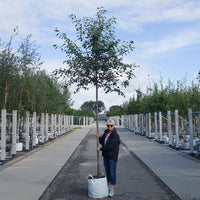 Amelanchier lamarckii large mature tree in container