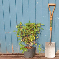 Hydrangea paniculata Sundae Fraise Shrub