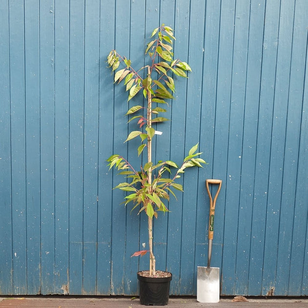 Prunus 'Ukon' Cherry tree in pot