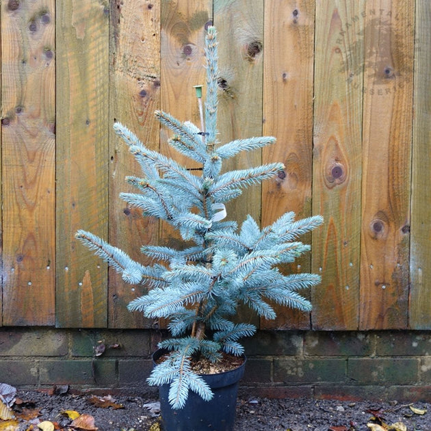 Picea pungens 'Fat Albert' Spruce