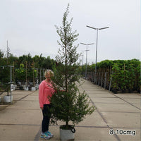 Nothofagus antarctica tree